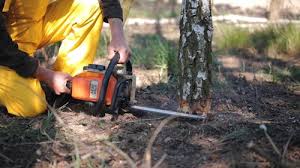 How Our Tree Care Process Works  in  Hudson, NC