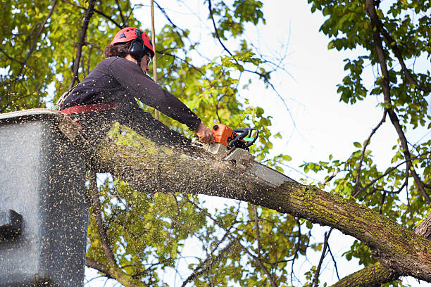 Tree and Shrub Care in Hudson, NC